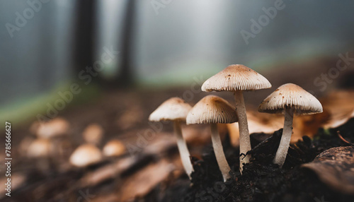 Close-up of group of little fresh mushrooms growing in fall rainy forest. Autumn season