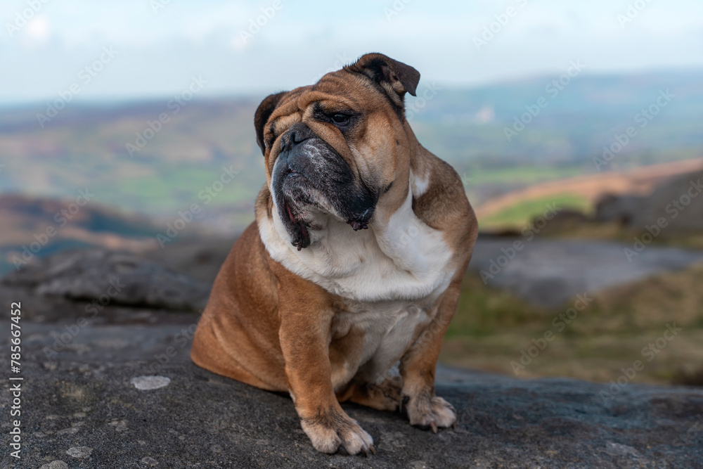 Obraz premium Red English British Bulldog Dog out for a walk in mountains against cloudy looking at camera on sunny day