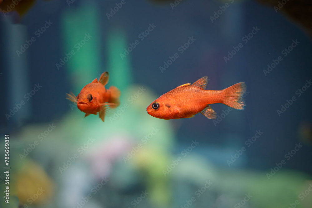 Obraz premium Saltwater red fish