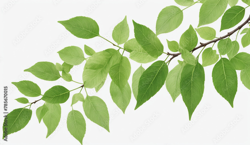 Fototapeta premium green garden leafs, cut out, white background , detailed