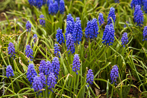 Beautiful blue Muscari flowers close up on spring meadow  floral abstract natural background. spring blossom season. Gentle colorful nature image