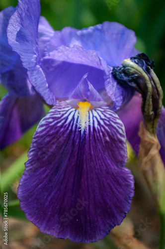 Mount lily flower. Iris boissieri. photo