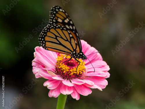 Butterfly on Flower  (ID: 785670087)