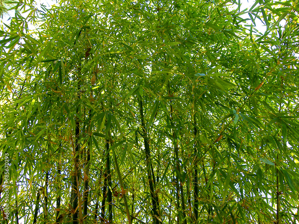 Fototapeta premium bambu cana da Índia