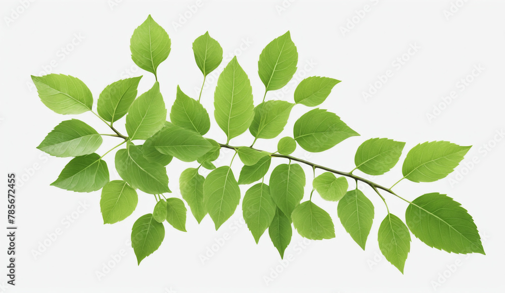 Fototapeta premium green garden leafs, cut out, white background , detailed