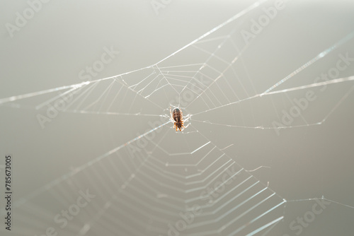 a small spider spins a web 