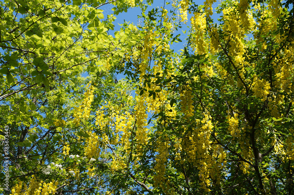 Yellow blooming acacia in sunlight against blue sky Yellow blooming acacia in sunlight against blue sky