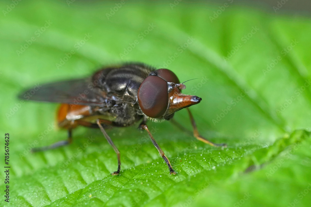 Closeup on a European red snoutfly, Rhingia campestris sitting on a green leaf Closeup on a European red snoutfly, Rhingia campestris sitting on a green leaf