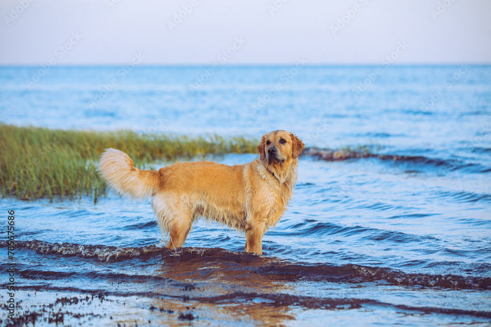 A golden retriever at the beach in Florida A golden retriever at the beach in Florida