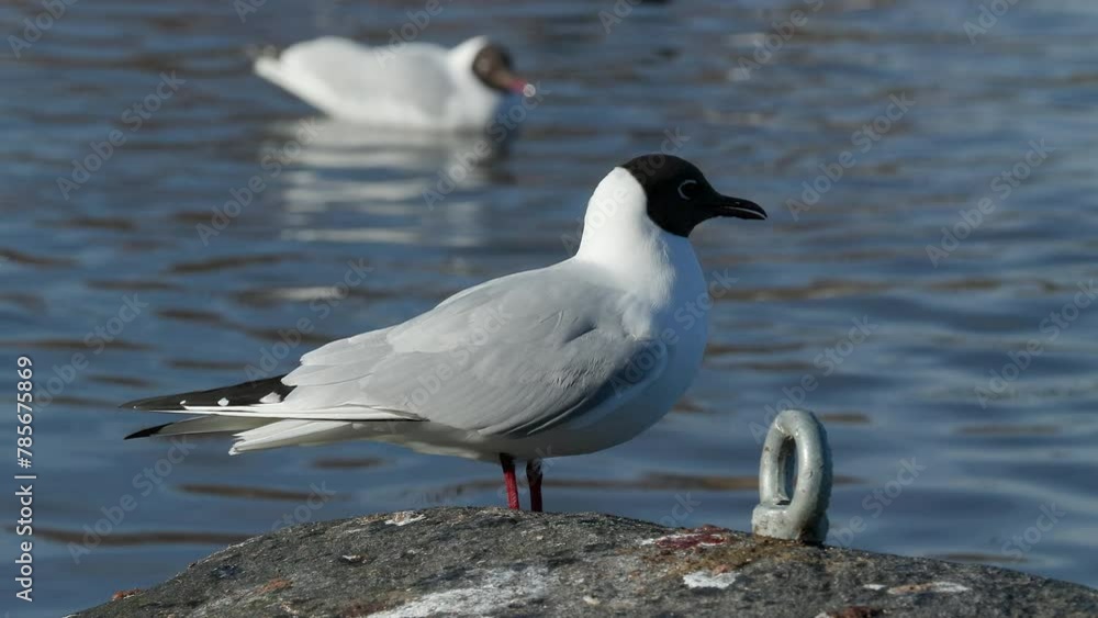 black headed gull adult seabird perched on rock another swim behind Chroicocephalus ridibundus bird sanctuary norway black headed gull adult seabird perched on rock another swim behind Chroicocephalus ridibundus bird sanctuary norway