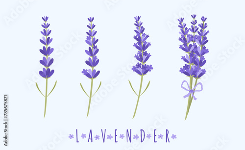 Vector illustration in flat style of different sprigs of lavender