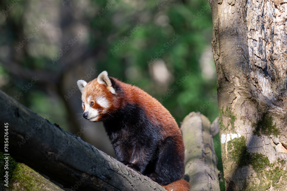 Fototapeta premium RED PANDA (AILURUS FULGENS)