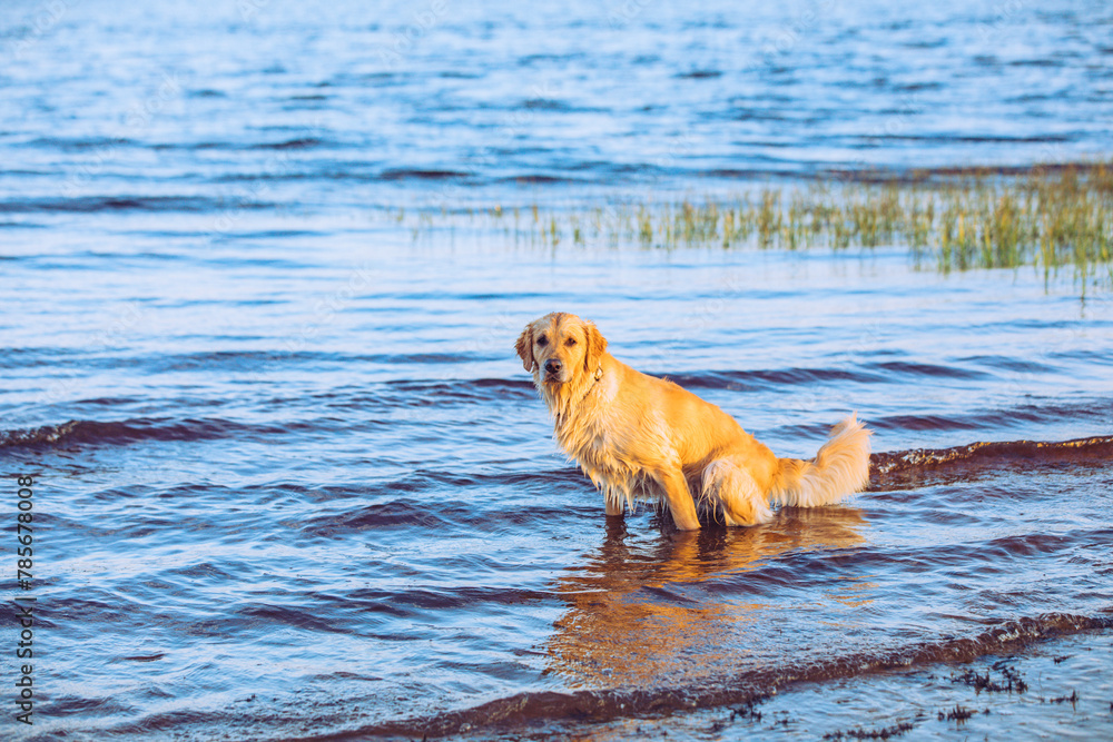 A golden retriever at the beach in Florida A golden retriever at the beach in Florida