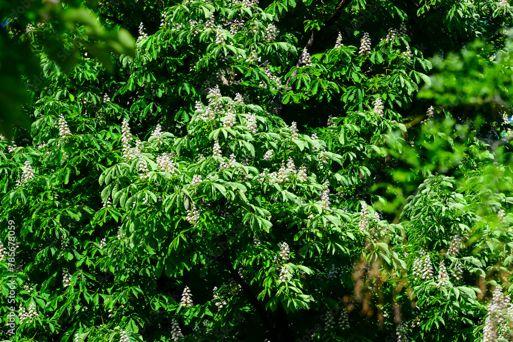 Detail view of European horse chestnut trees in full bloom with white buds at the Retiro Park in Madrid Spain Detail view of European horse chestnut trees in full bloom with white buds at the Retiro Park in Madrid Spain