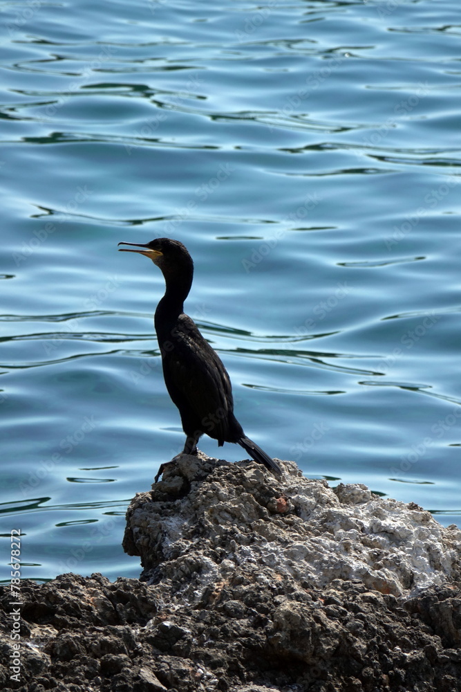 Fototapeta premium Kormoran