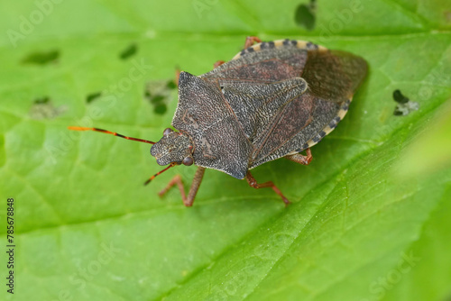 Closeup on the brown colored Dock leaf bug, Arma custos sitting on a green leaf photo