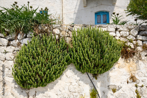 Summer vegetation on the wall of Greek house. Nisyros island, Greece