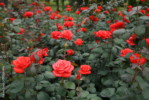 Scarlet roses in the garden.