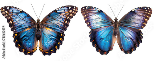 Morpho Peleides butterfly with spread wings on a transparent background. PNG. photo