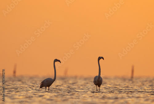 Silhouette of Greater Flamingos in the morning hours at Asker coast of Bahrain © Dr Ajay Kumar Singh