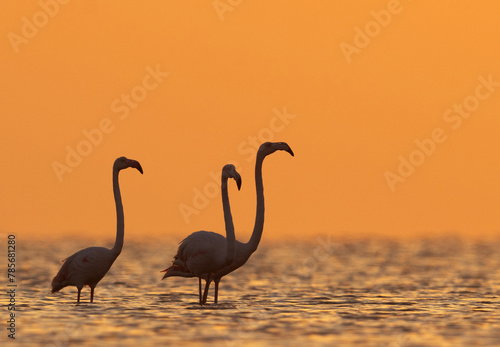 Silhouette of Greater Flamingos and dramatic hue in the morning hours at Asker coast of Bahrain © Dr Ajay Kumar Singh