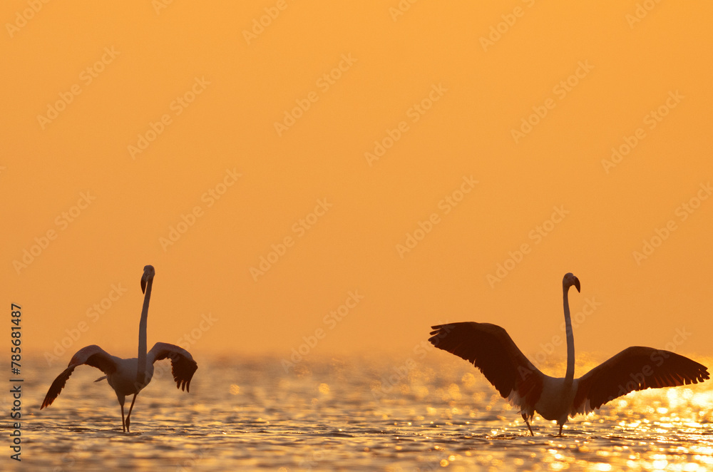 Naklejka premium Silhouette of Greater Flamingos landing in the morning hours at Asker coast of Bahrain
