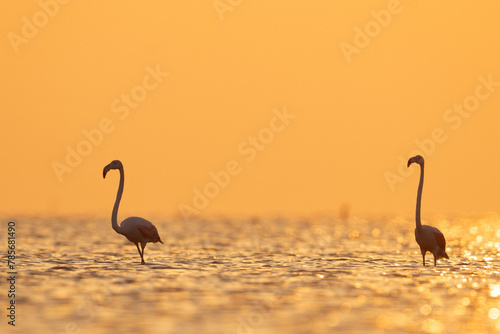 Silhouette of Greater Flamingos during sunrise at Asker coast of Bahrain