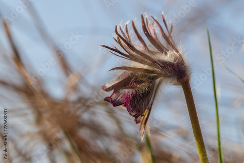 Spring purple flower in the meadow - Grasshopper - Pulsatilla pratensis at sunset. photo