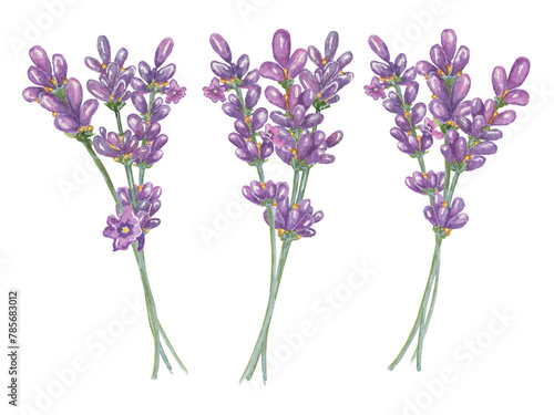 Lavender bouquets  periwinkle  lilac flowers collection. Hand drawn lavandula watercolor cliparts. Isolated elements bundle for beauty  cosmetics  labels  organic products  spa  aromatherapy  wellness
