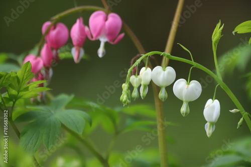 Pink and green bush dicentra spectabilis, Bleeding Heart flower.