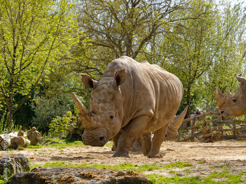 White rhinoceros (Ceratotherium simum) in Beauval zoo african savannah area, France