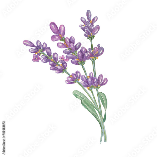 Lavender bouquet of pale purple  violet  lilac flowers. Hand drawn lavandula watercolor clipart. Isolated design for beauty  cosmetics  labels  organic products  spa  oil  aromatherapy  wellness