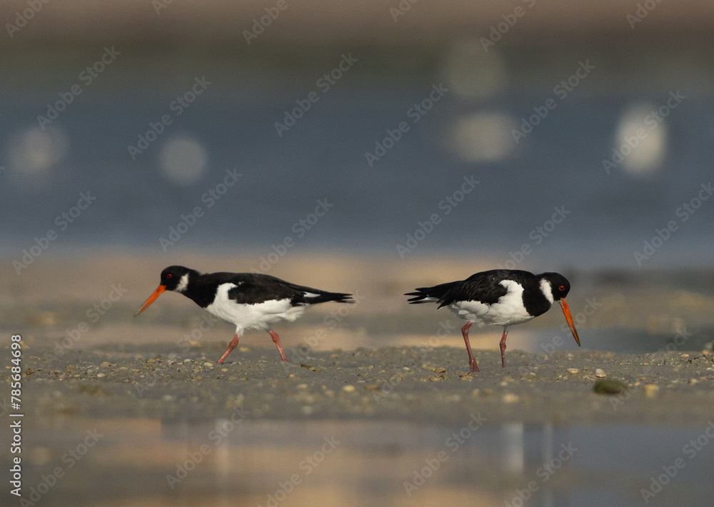 Oystercatchers at Eker creek of Bahrain during low tide Oystercatchers at Eker creek of Bahrain during low tide