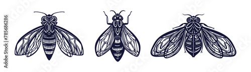 Honey bee. Insect sketch. Vintage hand drawing set