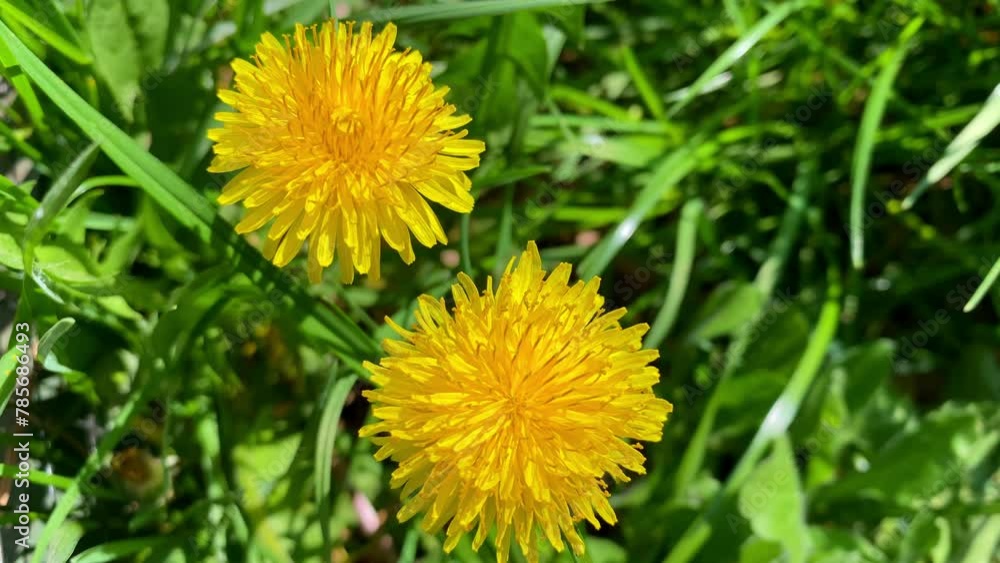 Yellow dandelion in green grass. Blooming yellow dandelion buds wind swaying in bright salad juicy grass. Summer fresh background. Wild flowers. Yellow dandelion in green grass. Blooming yellow dandelion buds wind swaying in bright salad juicy grass. Summer fresh background. Wild flowers.