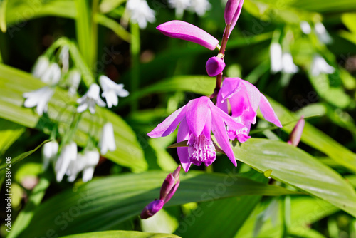 Purple flower of  urn orchid , bletilla photo