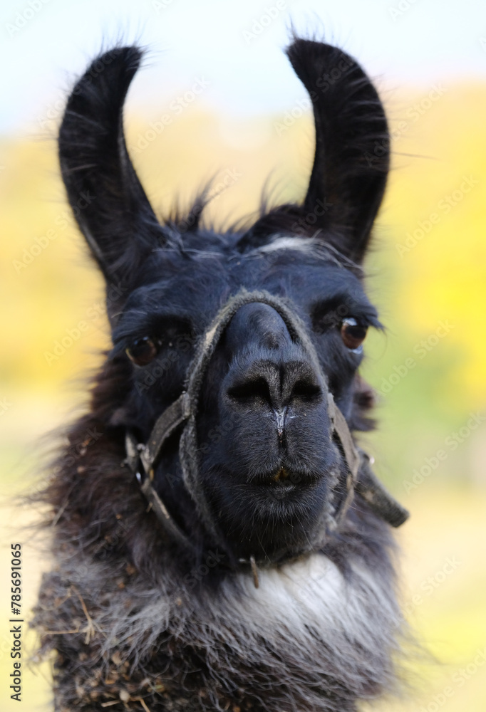 Naklejka premium Llama face in halter closeup with blurred fall season color in background, alert ears of animal listening.