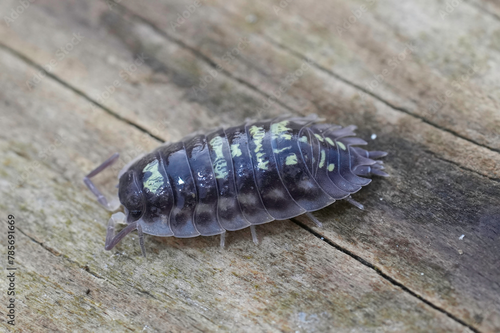 Closeup on an Common woodlouse, Oniscus asellus on a piece of wood Closeup on an Common woodlouse, Oniscus asellus on a piece of wood