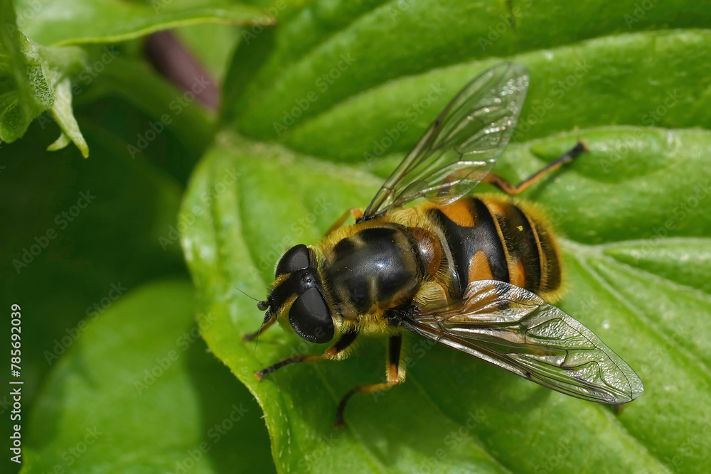 Closeup on a European deadhead hover fly, Deadhead hoverfly, sitting on a green leaf Closeup on a European deadhead hover fly, Deadhead hoverfly, sitting on a green leaf