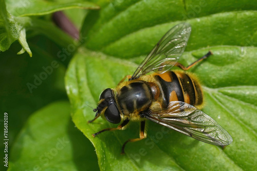 Closeup on a European deadhead hover fly, Deadhead hoverfly, sitting on a green leaf