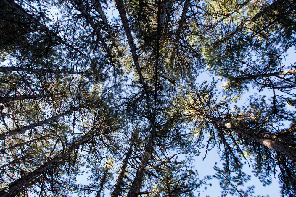 Fototapeta premium autumn trees bottom view low angle shot of a tranquil fall forest