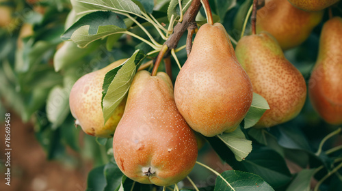 Farming concept - pears growing on bunch