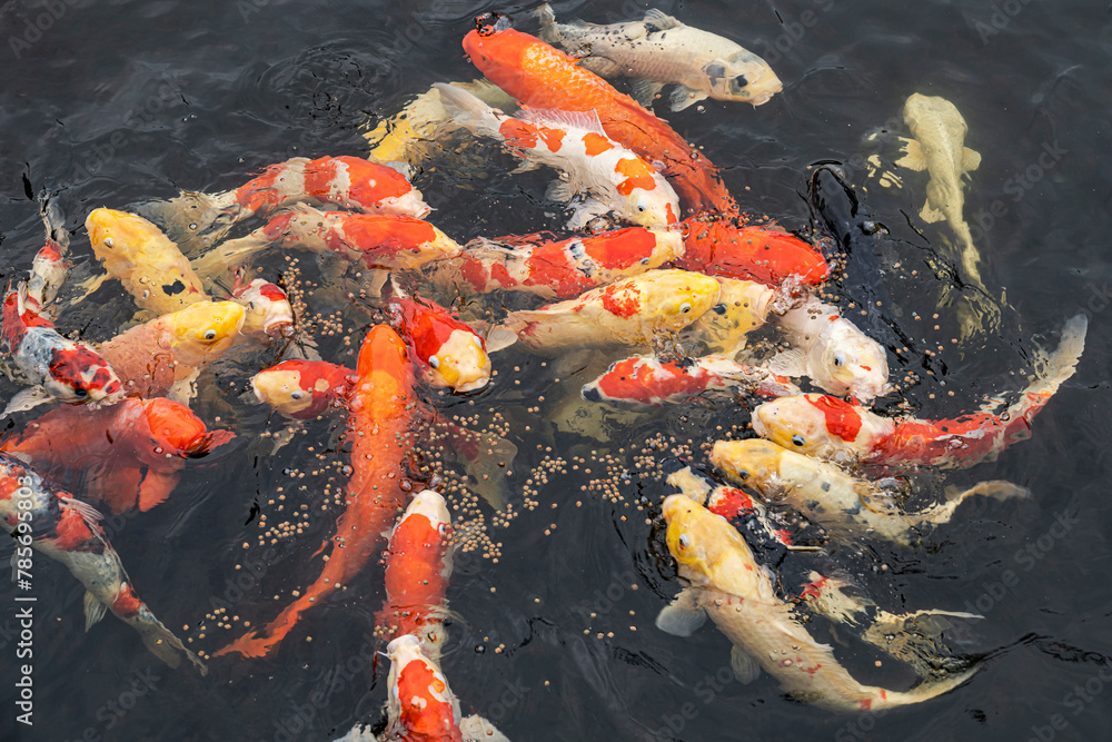 Pond full of colorful koi fish. Koi shoal eating special food as to ...
