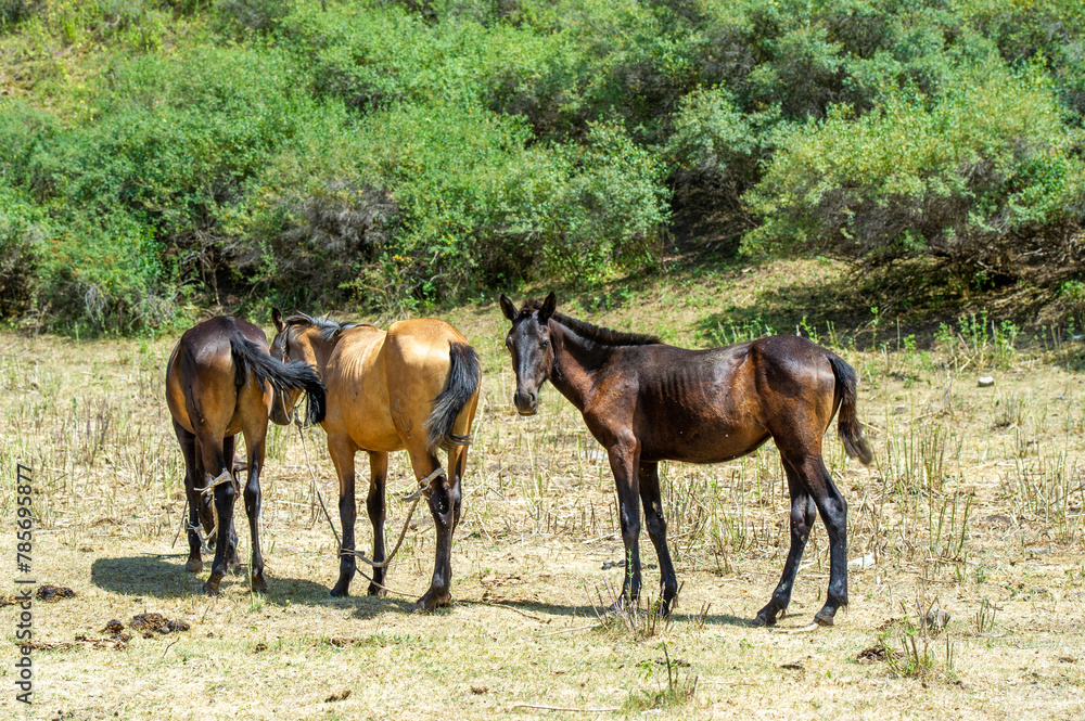Enjoy the beauty of horses grazing in their natural habitat. Enjoy the tranquility and tranquility of the mountains. Watch the horses roam freely and interact with each other.
