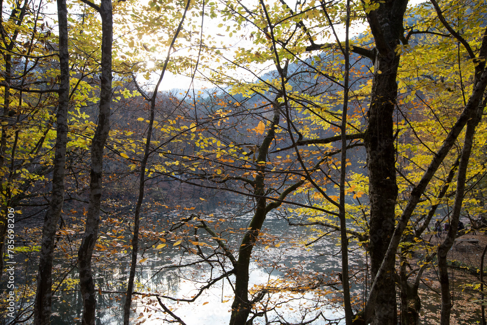 Fototapeta premium autumn trees bottom view low angle shot of a tranquil fall forest
