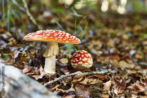 Poisonous Mushrooms Growing in the Woods