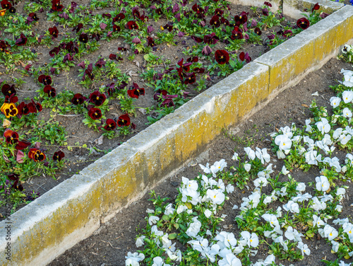 White and red violets in a garden. Separated by concrete blocks