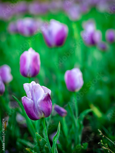 purple tulip close. blurry background with lot of purple tulips