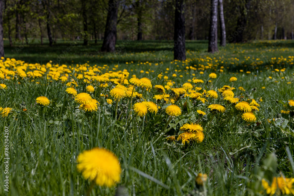 spring dandelion flowers during flowering spring dandelion flowers during flowering
