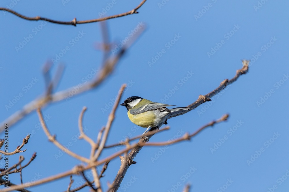 A closeup portrait of a parus major or great tit bird sitting on a small twig in the sunlight with a blue sky. The passerine animal is perched and looking around. A closeup portrait of a parus major or great tit bird sitting on a small twig in the sunlight with a blue sky. The passerine animal is perched and looking around.